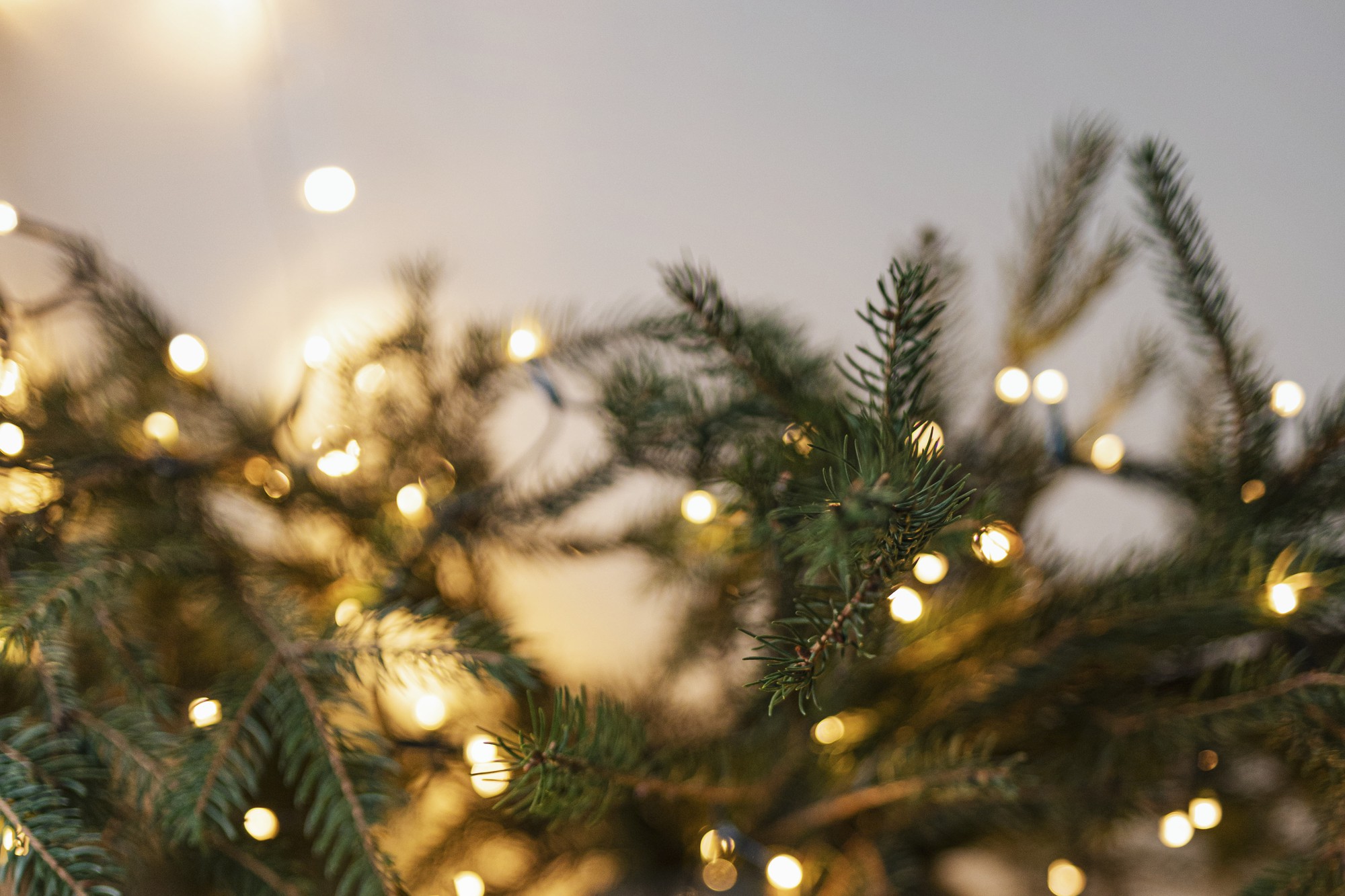 christmas-tree-decorated-by-lights